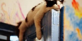 Increíbles posturas de los gatos durmiendo