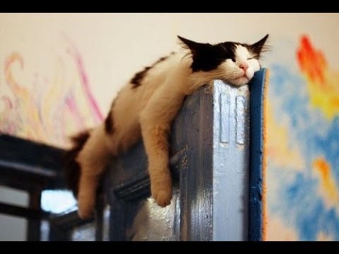 Increíbles posturas de los gatos durmiendo
