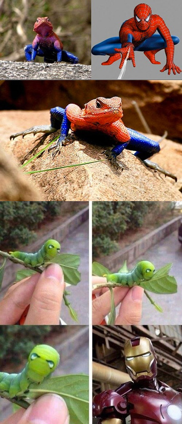 Insectos superhéroes