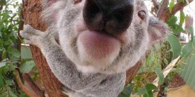 El koala más gracioso del mundo