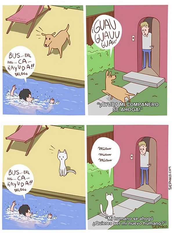 Diferencia entre perros y gatos