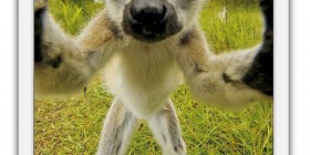 La selfy del lemur