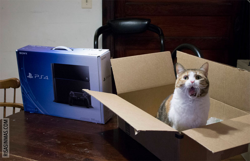 Mi gato al llegar la PS4 a casa