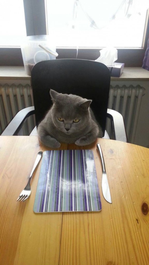 Mi gato esperando la comida