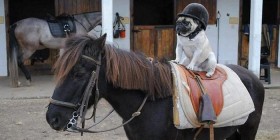 Pug en su primera clase de equitación