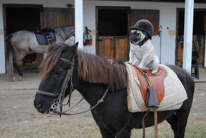 Pug en su primera clase de equitación