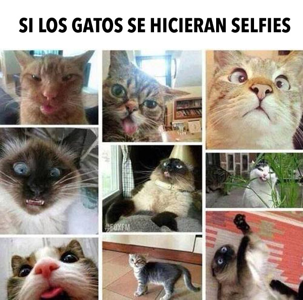 Si los gatos se hicieran selfies