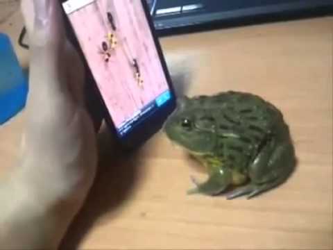 Una rana jugando con el móvil