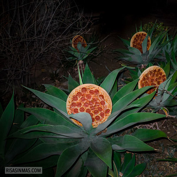 Descubren la planta de la pizza