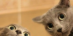 Gatos curiosos