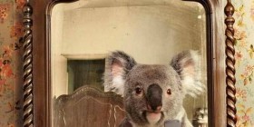 Koala selfie