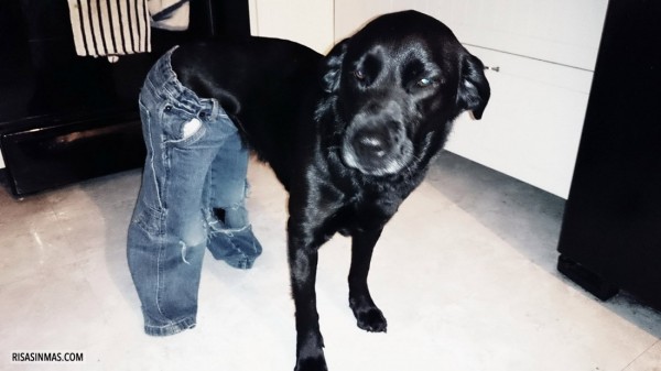 Mi perro con mis pantalones