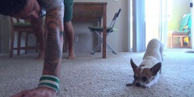 Chihuahua haciendo yoga