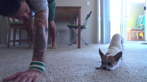 Chihuahua haciendo yoga