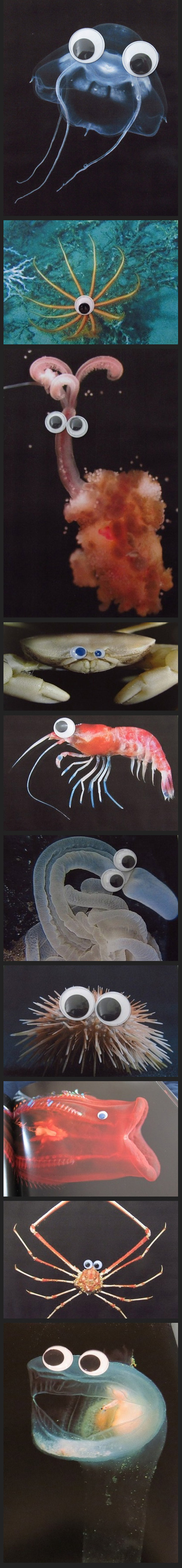 Criaturas del mar con ojos móviles