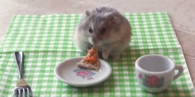 Hamster comiendo pizza