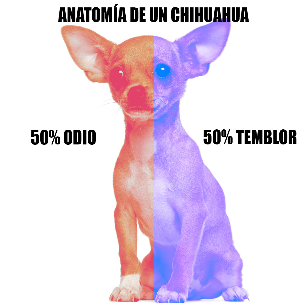 Anatomía de un chihuahua