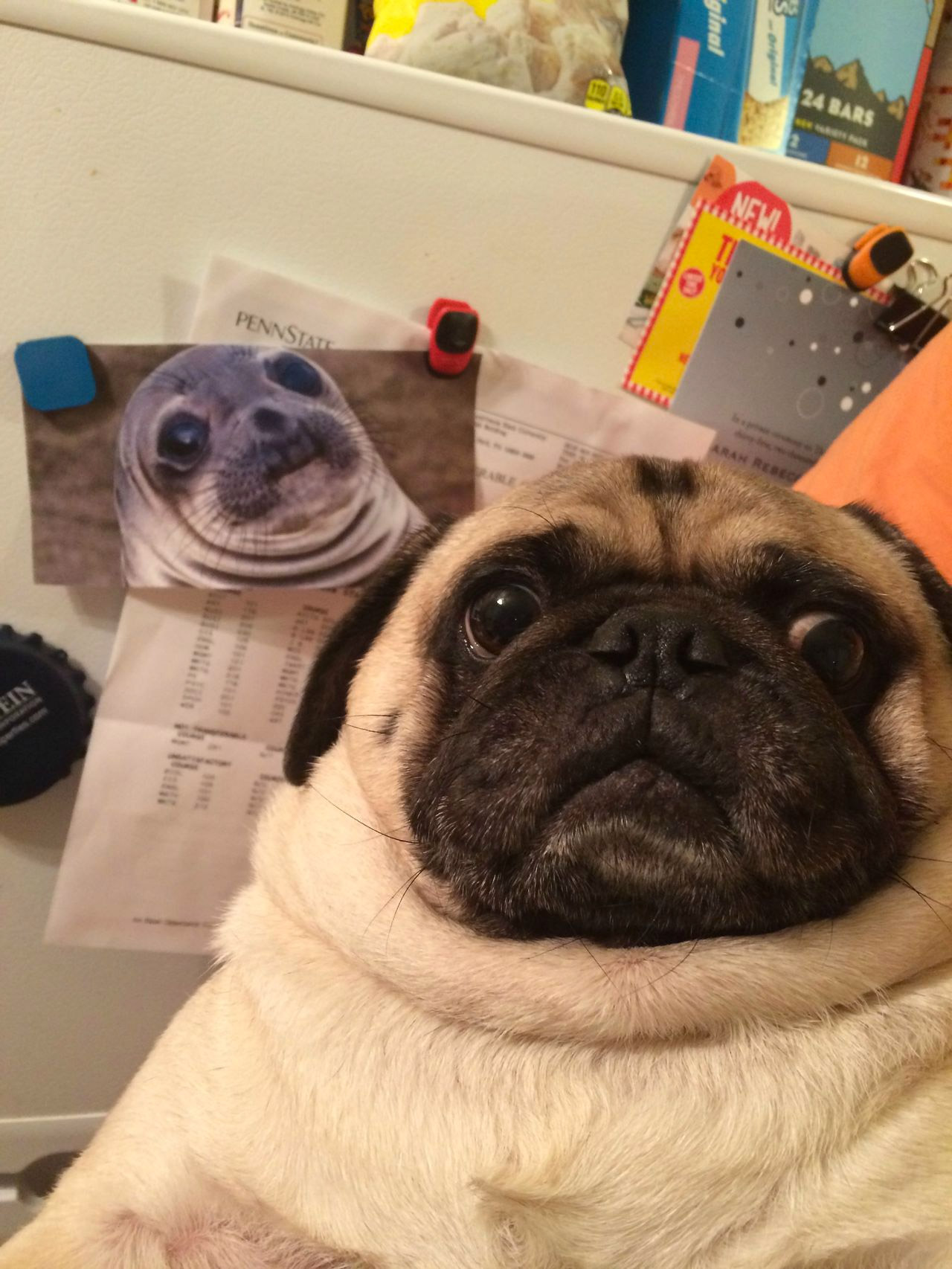 Parecidos razonables: Pug y foca