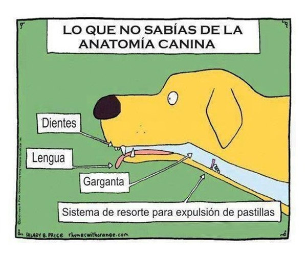 Lo que no sabías de la anatomía canina