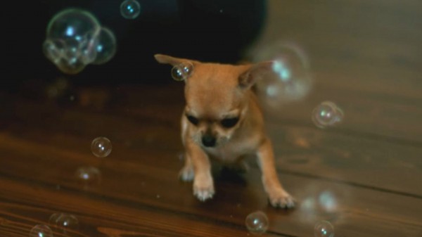 Chihuahua explotando pompas de jabón