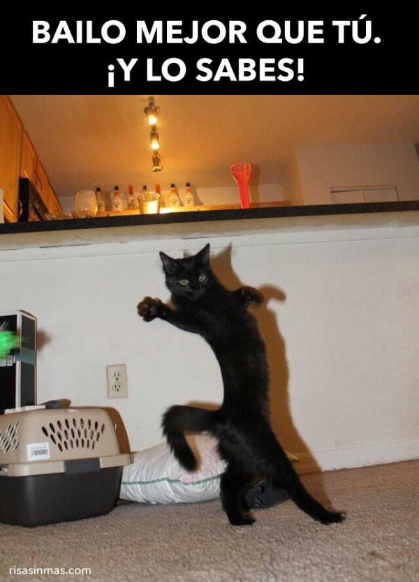 Un gato que baila mejor que tú