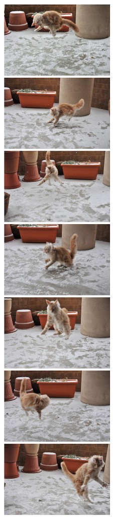Gato jugando por primera vez con la nieve