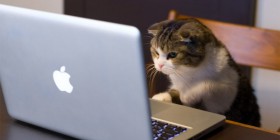 Este es el responsable de que Internet esté lleno de gatitos