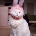 Gatito disfrazado de conejo