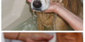 Perros a la hora del baño