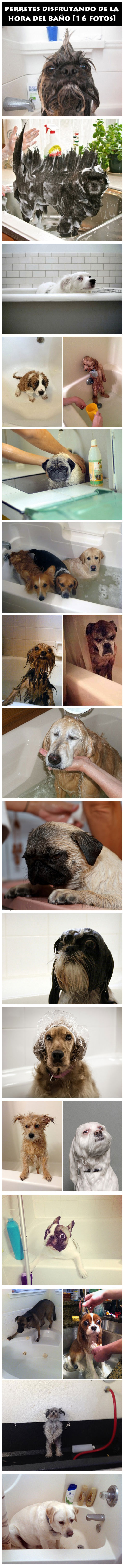 Perros a la hora del baño