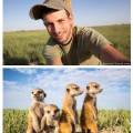 Fotografiando suricatos