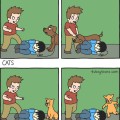 Perros y gatos: diferencias