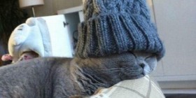 A los gatos no les gusta el frío