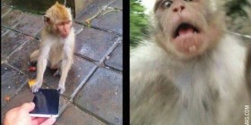 Mono reaccionando a cámara frontal