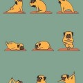 Yoga pug